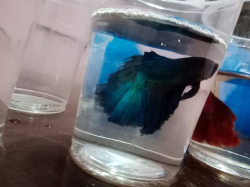 Betta fish male or female dono hi available ha 2