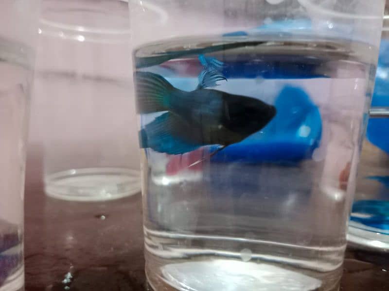 Betta fish male or female dono hi available ha 5