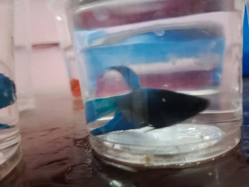 Betta fish male or female dono hi available ha 6