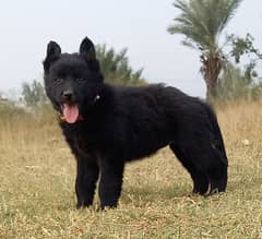 black German Shepherd puppies