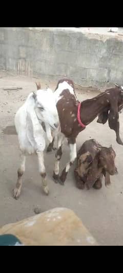 Bakri 3 Bache