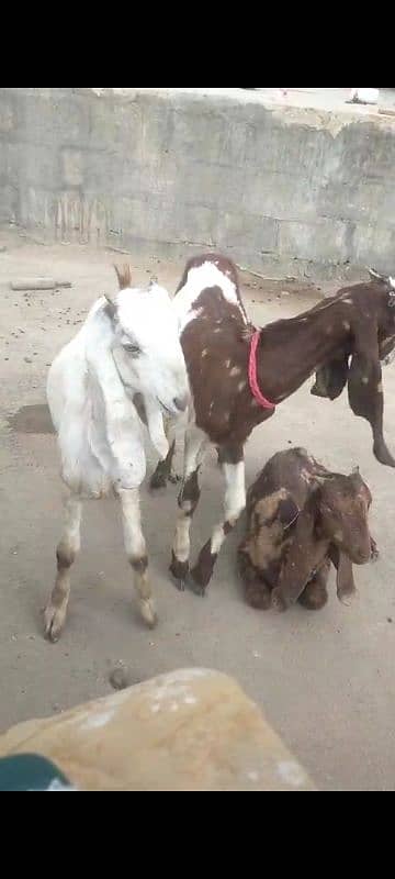 Bakri 3 Bache 0