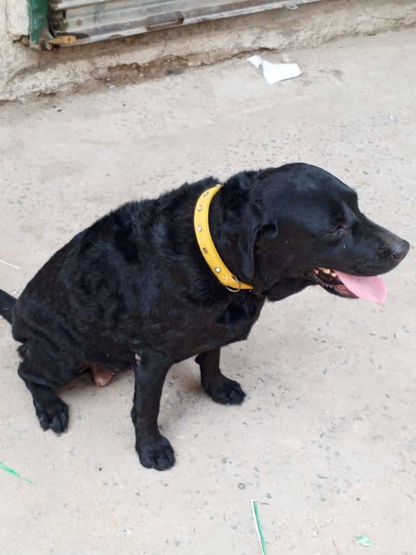 Female Labrador retriever ready for breed 0