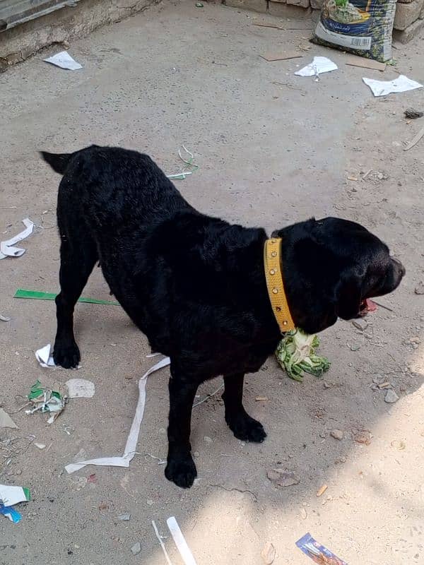 Female Labrador retriever ready for breed 2