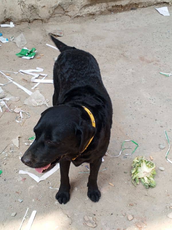 Female Labrador retriever ready for breed 3