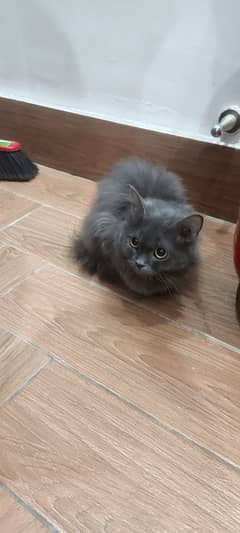 nebelung