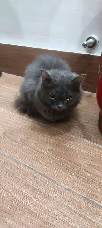 nebelung cat 1