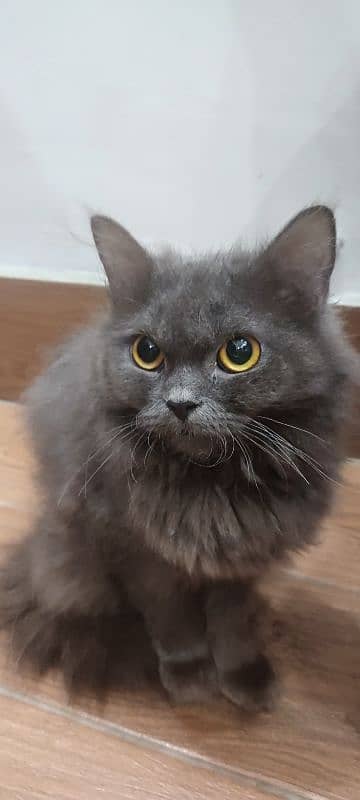 nebelung cat 2