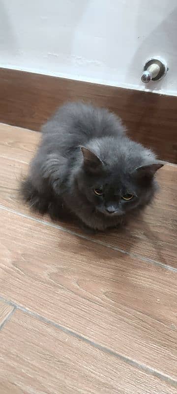 nebelung cat 3