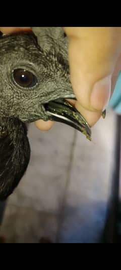 ayam cemani black tongue young pairs for sale