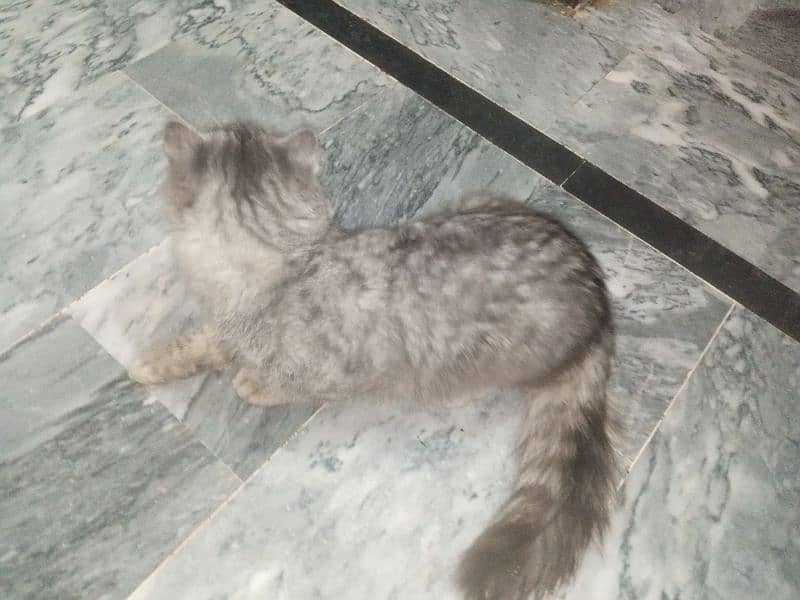 white shamo black shamo all types of high quality aseel available 3