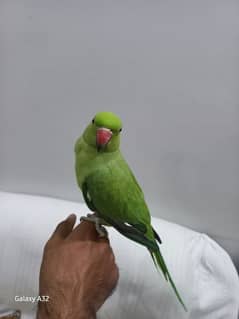 parrot tame breeder parrot