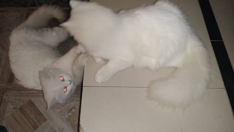 Blue Eye Persian kitten pair 2