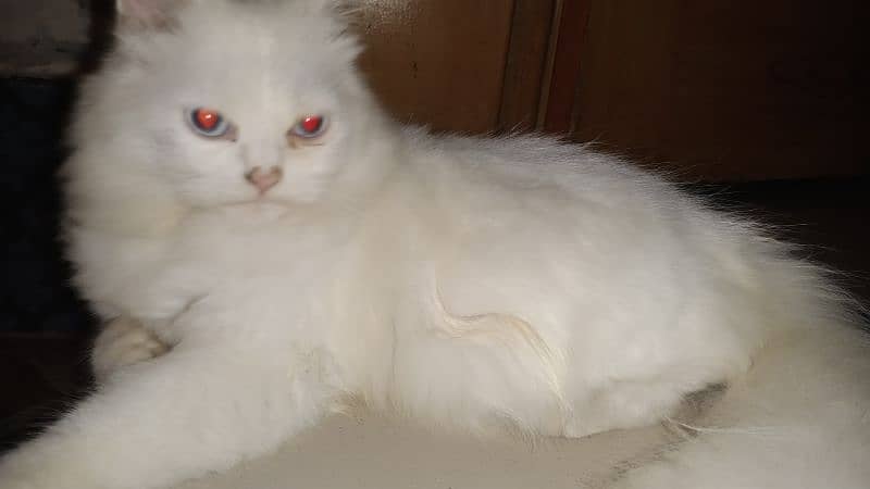 Blue Eye Persian kitten pair 4