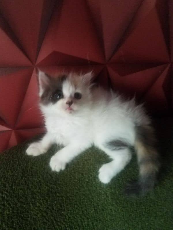 main coon persian kittens available for sale 0