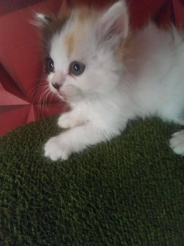 main coon persian kittens available for sale 1