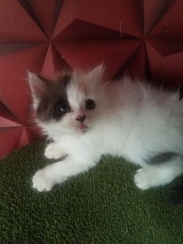 main coon persian kittens available for sale 2