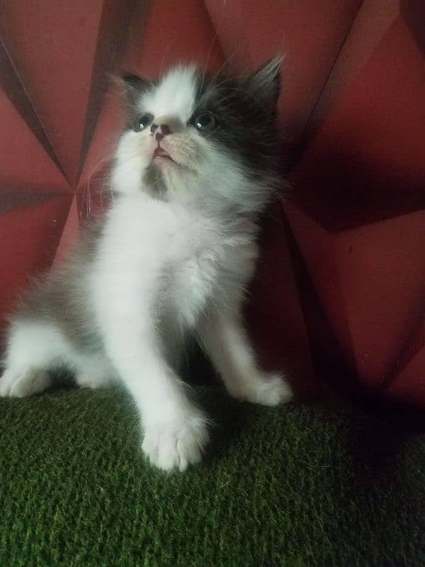 main coon persian kittens available for sale 3