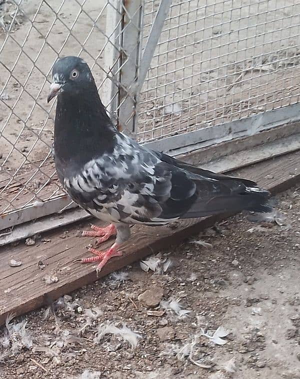 teddy pigeon 2