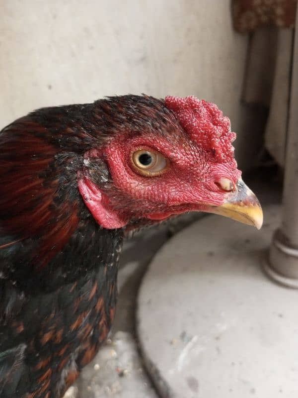 aseel thai male hen pure 2