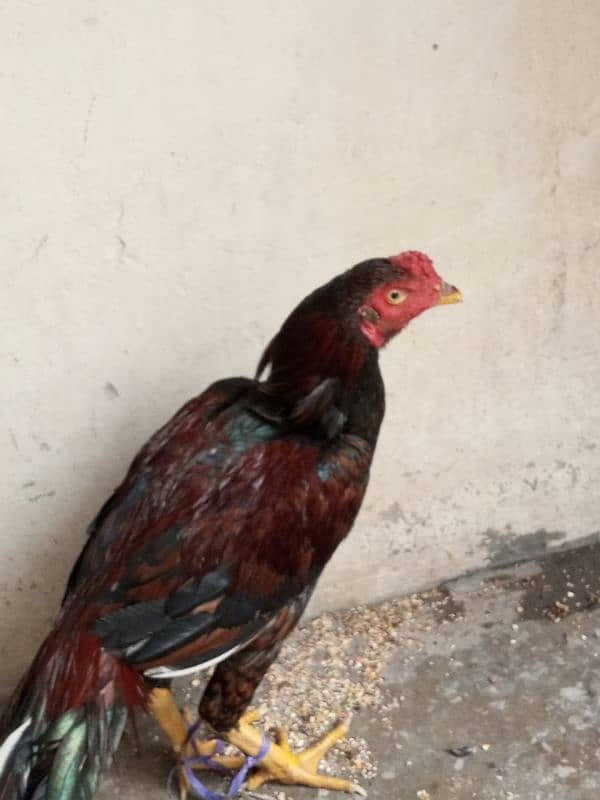 aseel thai male hen pure 3