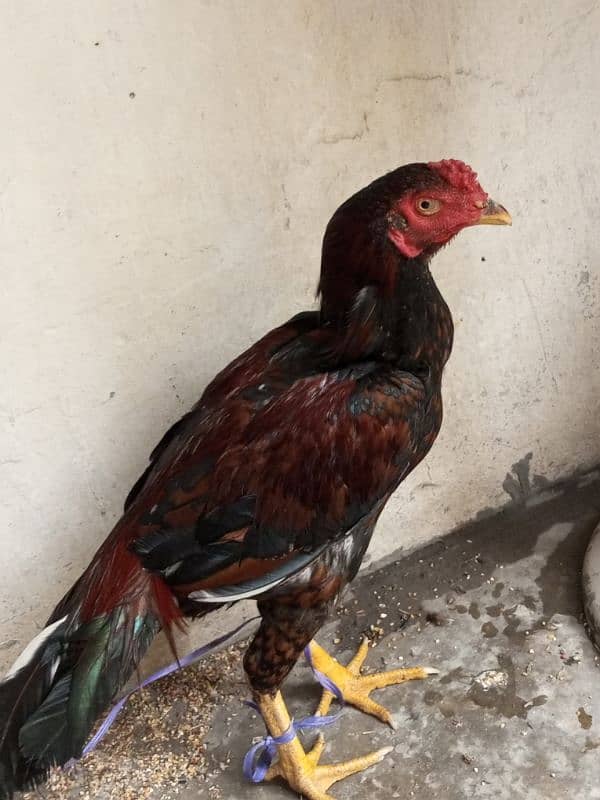 aseel thai male hen pure 4