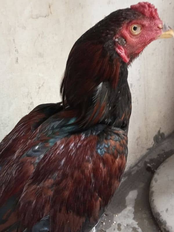 aseel thai male hen pure 5