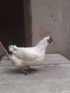 white ayam cemani