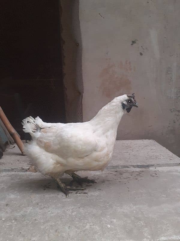 white ayam cemani 0