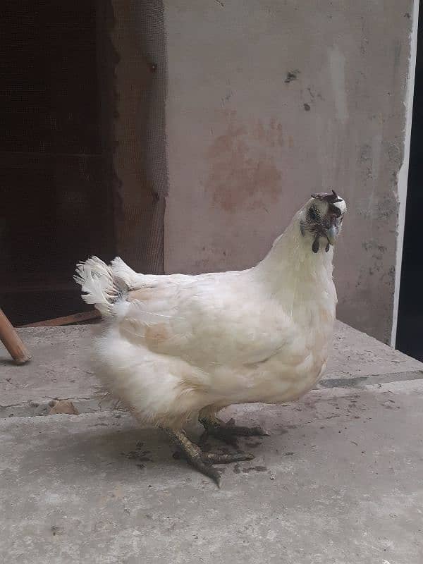 white ayam cemani 1