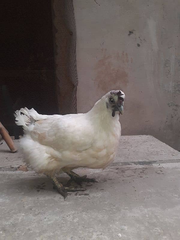 white ayam cemani 2