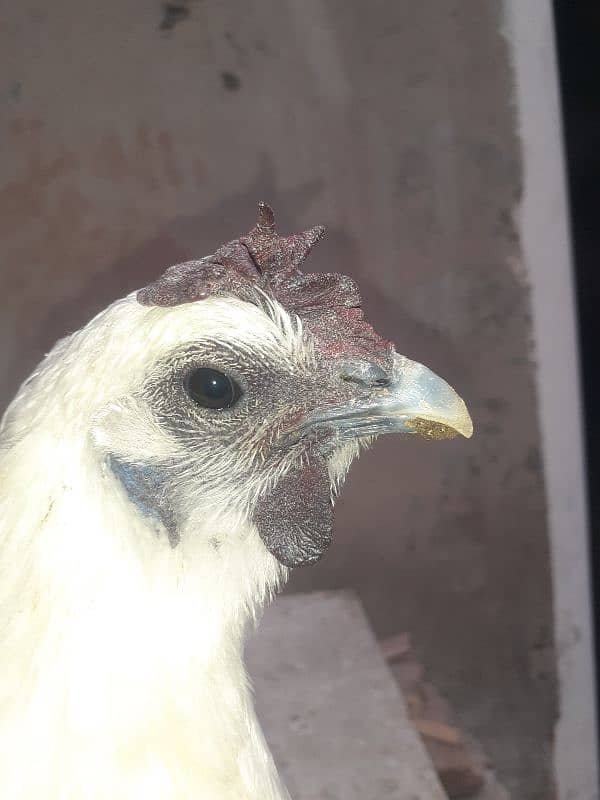 white ayam cemani 3