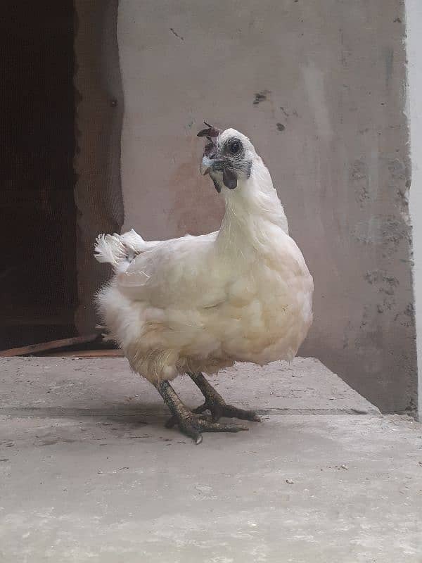 white ayam cemani 4