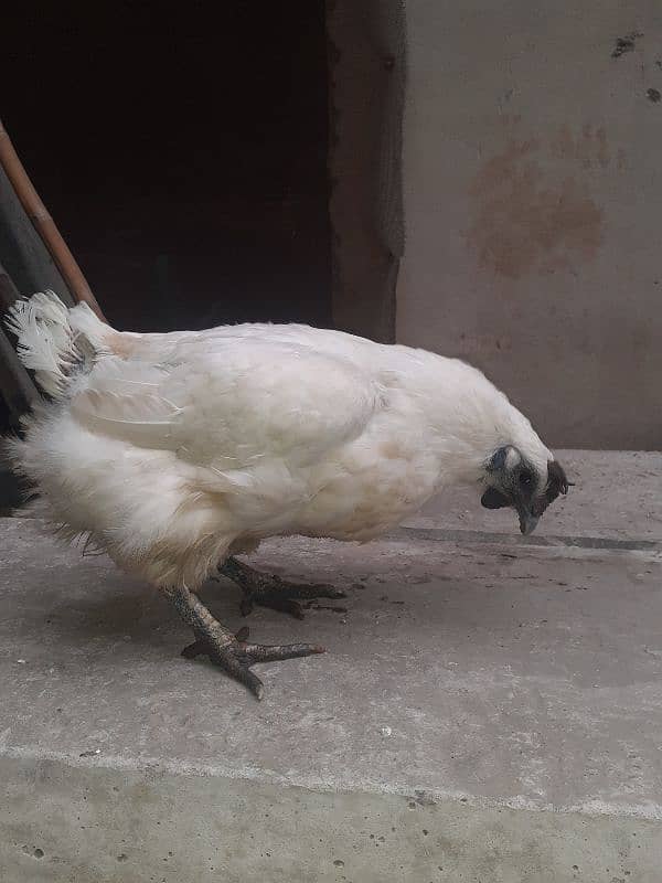 white ayam cemani 5