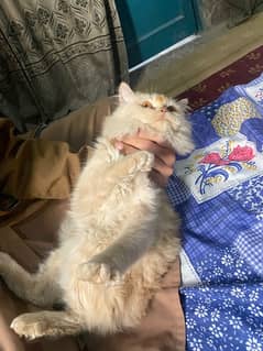 Female Persian Cat