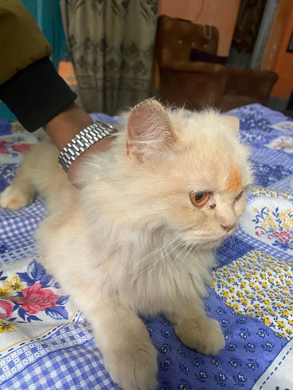 Female Persian Cat 1