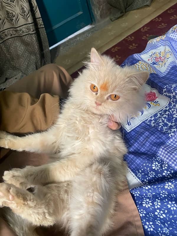 Female Persian Cat 3