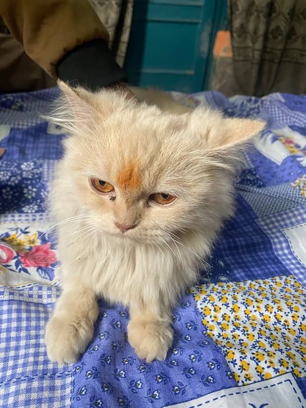 Female Persian Cat 4