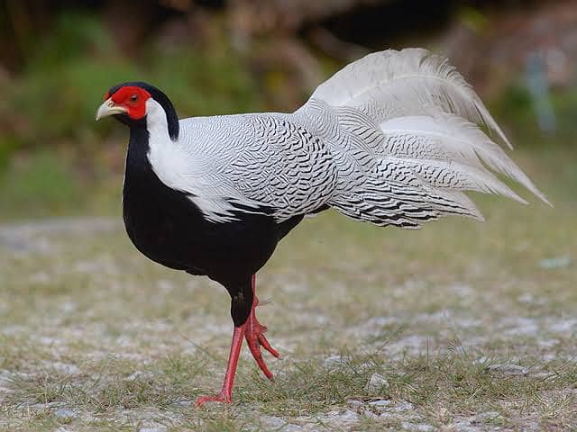 Silver patha pair, red golden & Reeves breeder pair 1