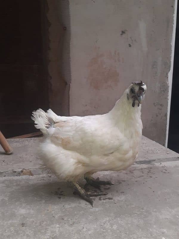 white ayam cemani 0