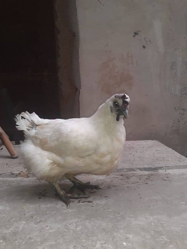 white ayam cemani 1