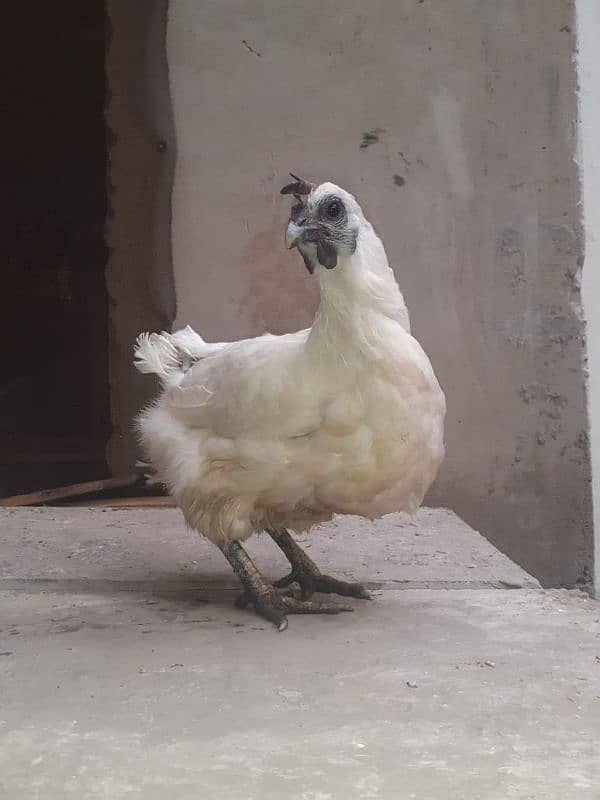 white ayam cemani 2