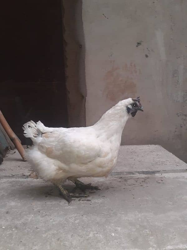 white ayam cemani 3