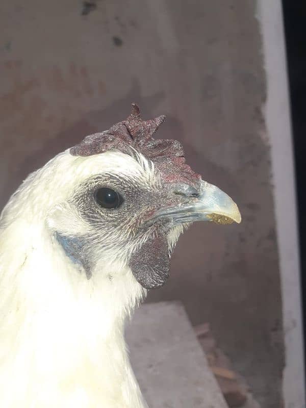 white ayam cemani 4