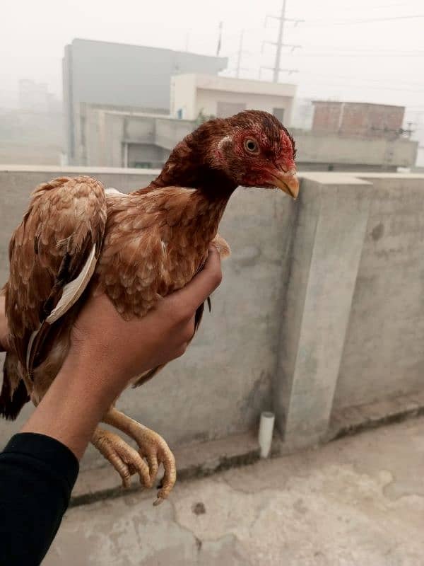 2 pure mianwali female aseel home bread egg laying kar rahi ha 14