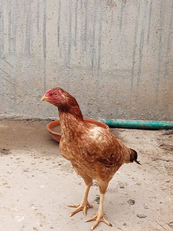 2 pure mianwali female aseel home bread egg laying kar rahi ha 18