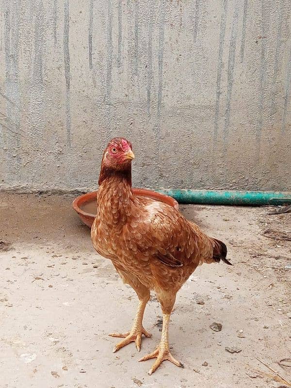 2 pure mianwali female aseel home bread egg laying kar rahi ha 19