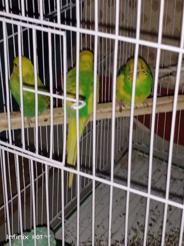 Love bird and budgie pair for sale , DHA Lahore 2