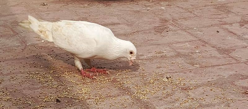 white Frillback. yellow Qasid. White Qasid 11