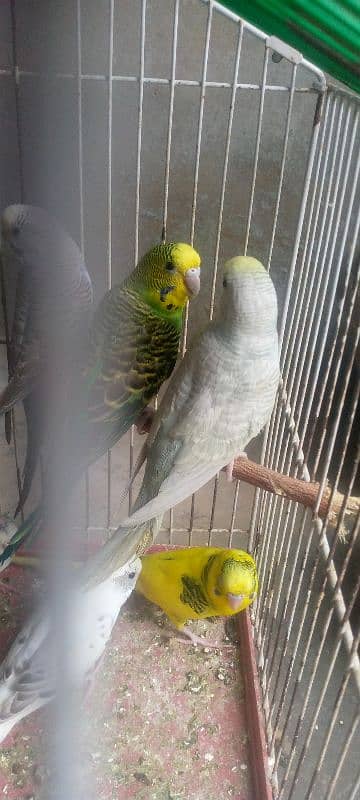 budgie parrot for sale 0